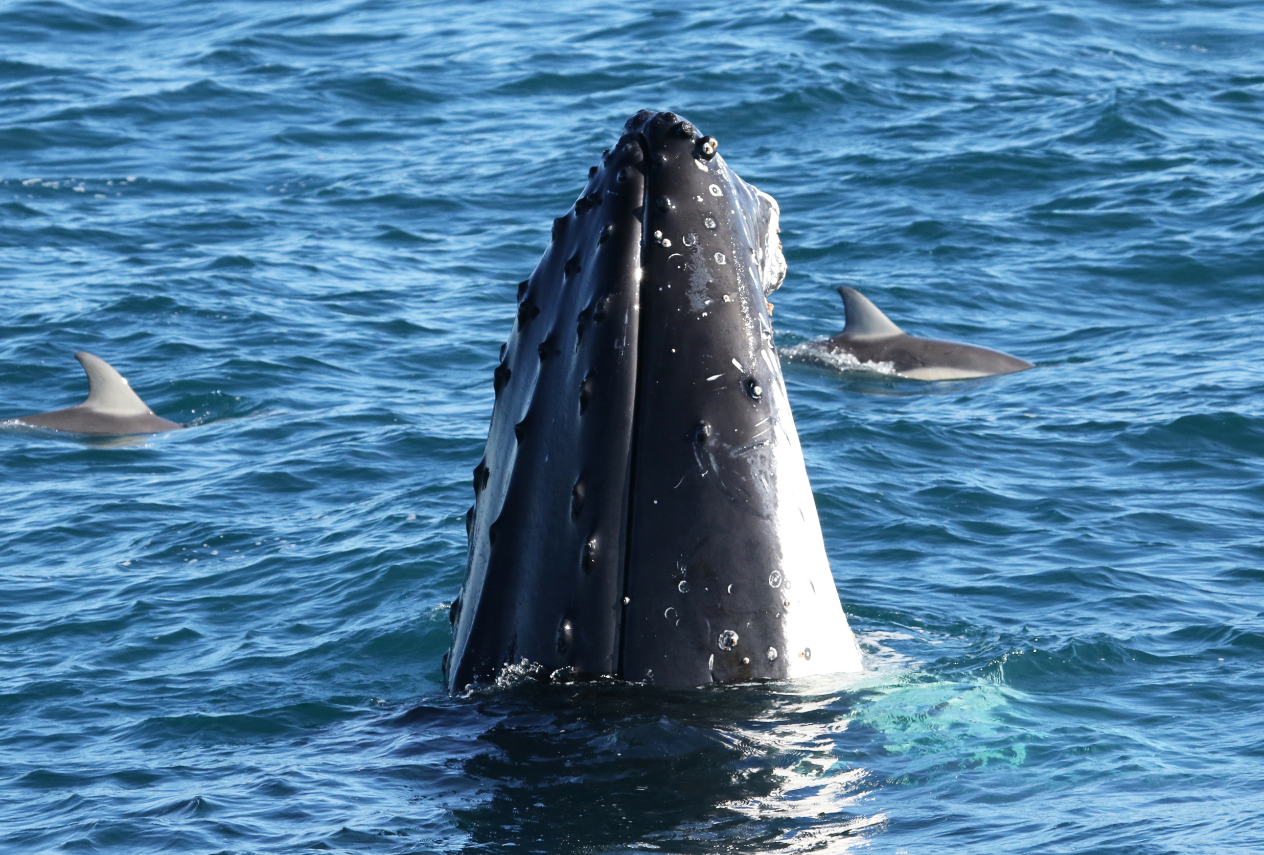 Dolphin & Whale Watching Cruise in Phillip Island