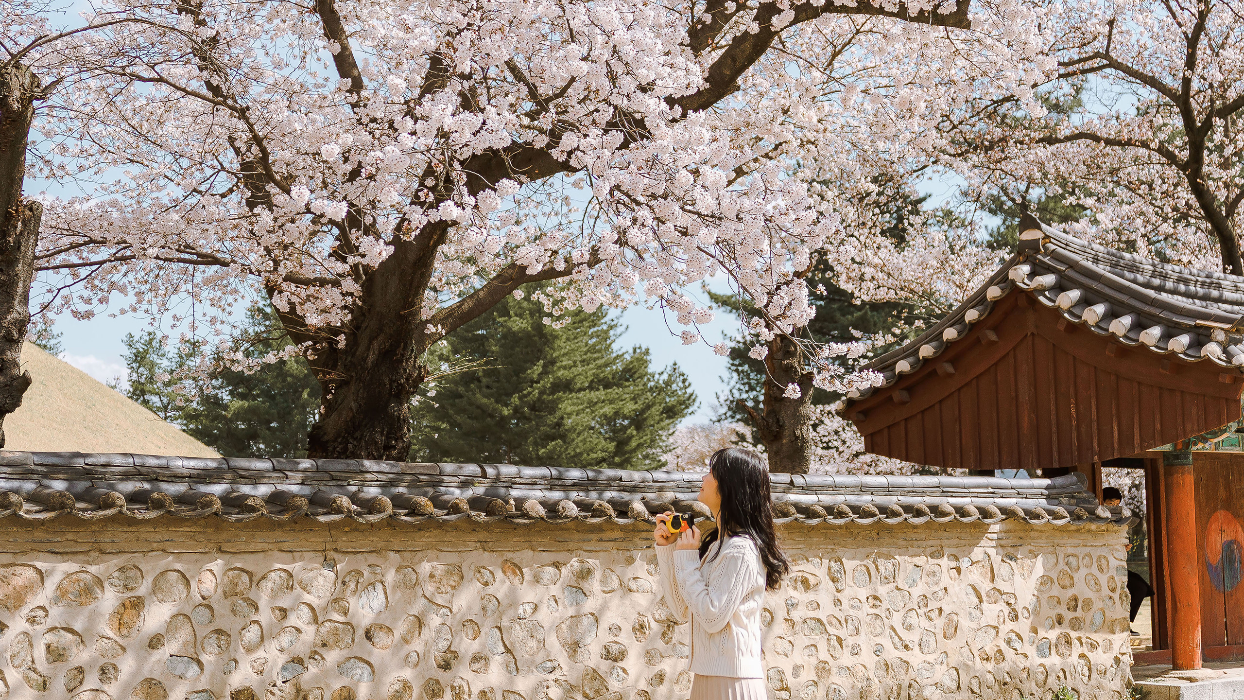 Gyeongju Cherry Blossom One day Tour from Busan