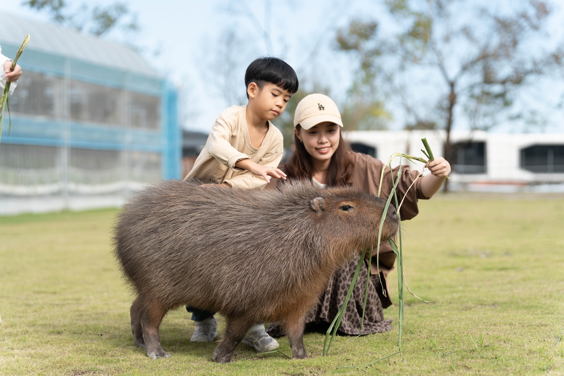親子餵食萌水豚 親子餵食萌水豚
