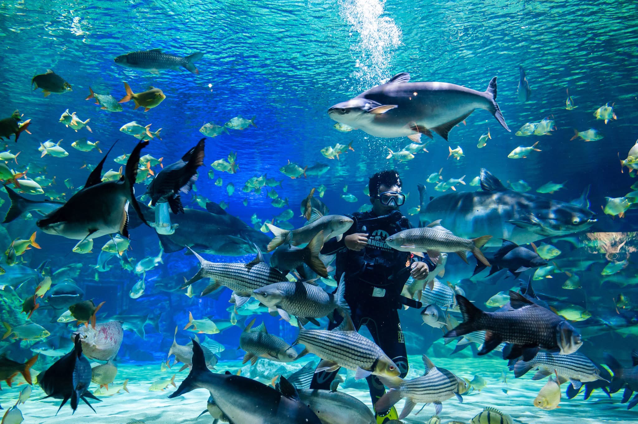 Siem Reap Nature Escape :Flower Garden, Aquarium , Ferris Wheel Ride