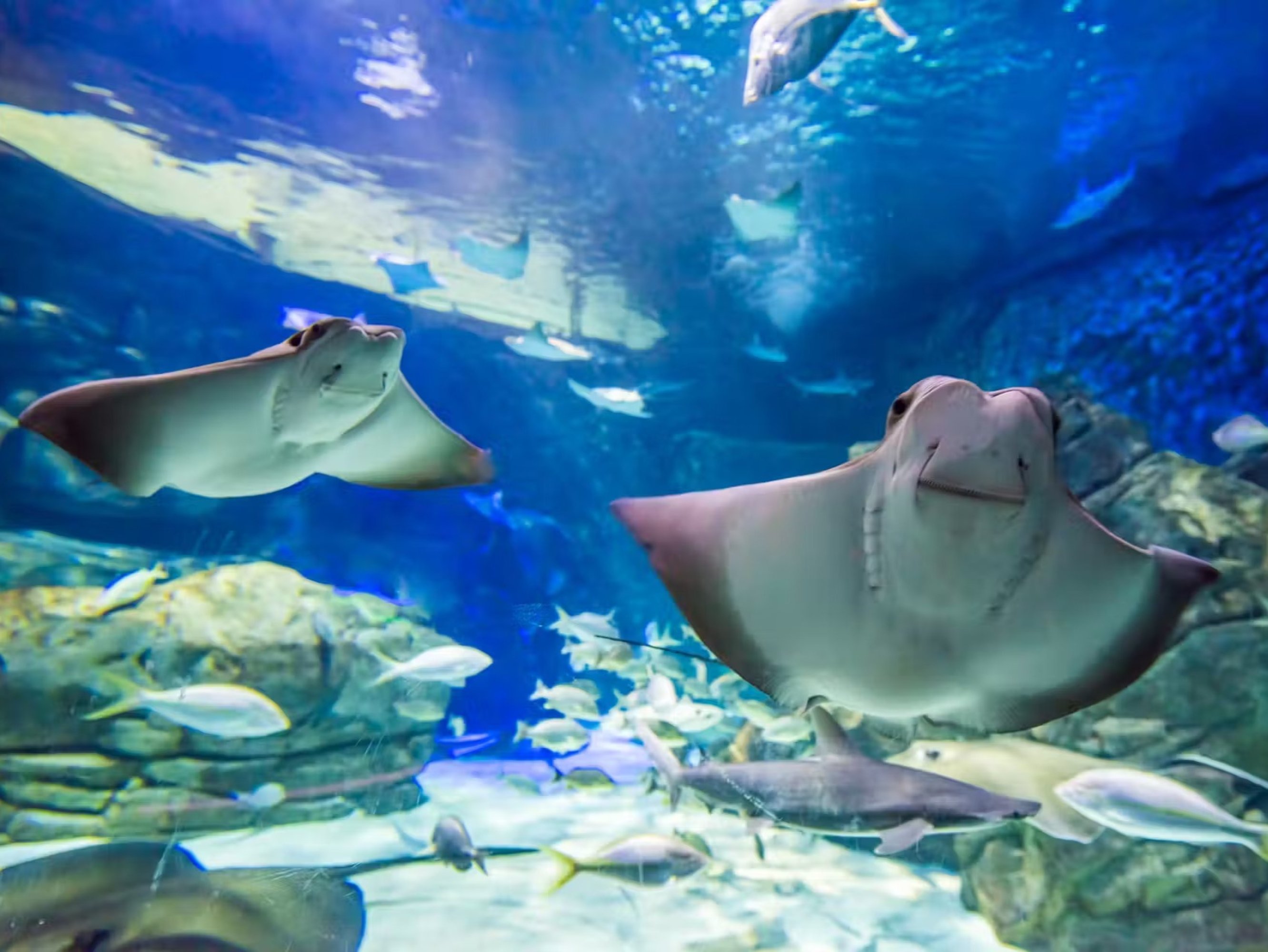 加拿大里普利水族館：夜探鯊魚