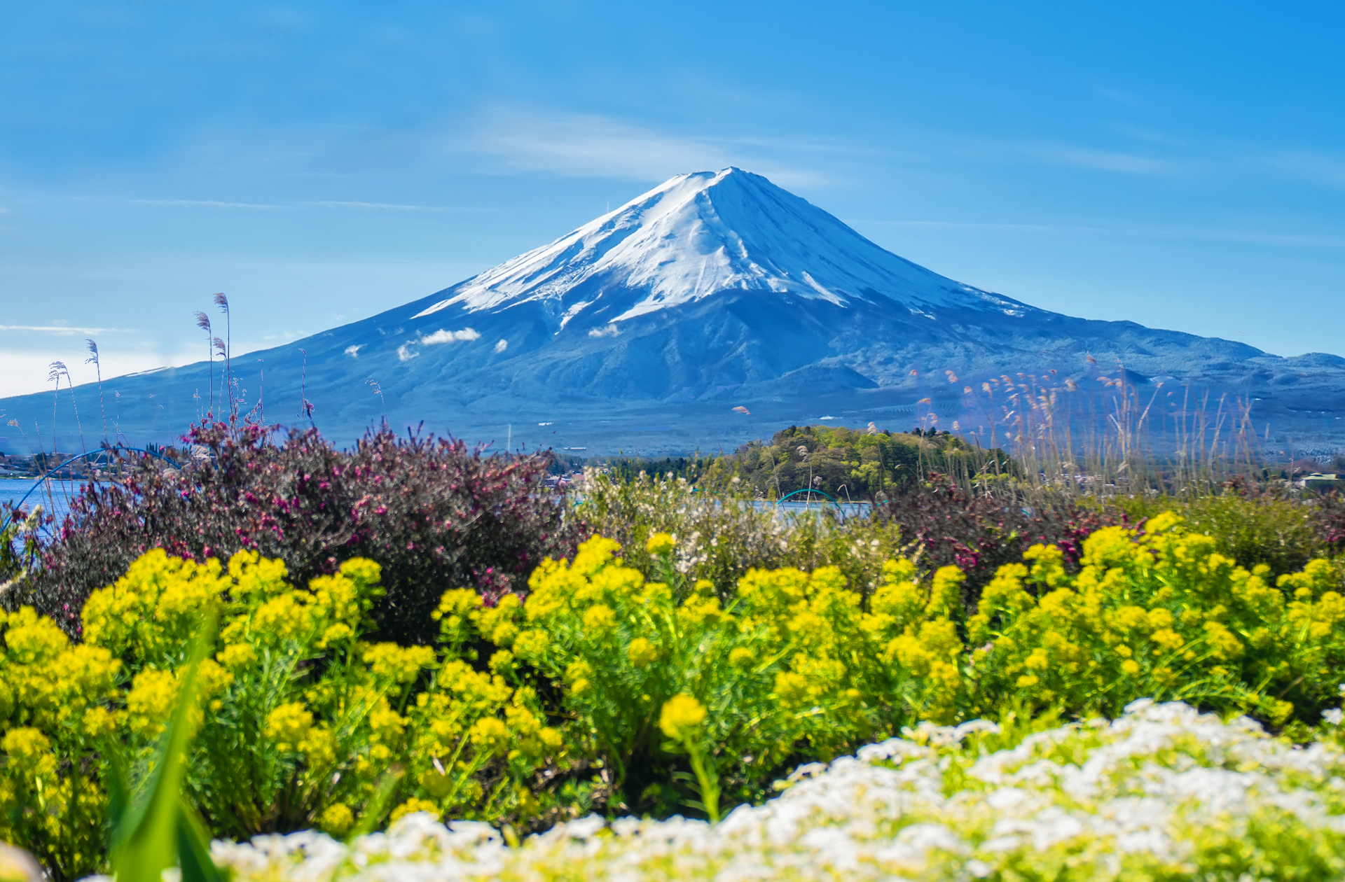 大石公園賞花漫步~ 大石公園賞花漫步~