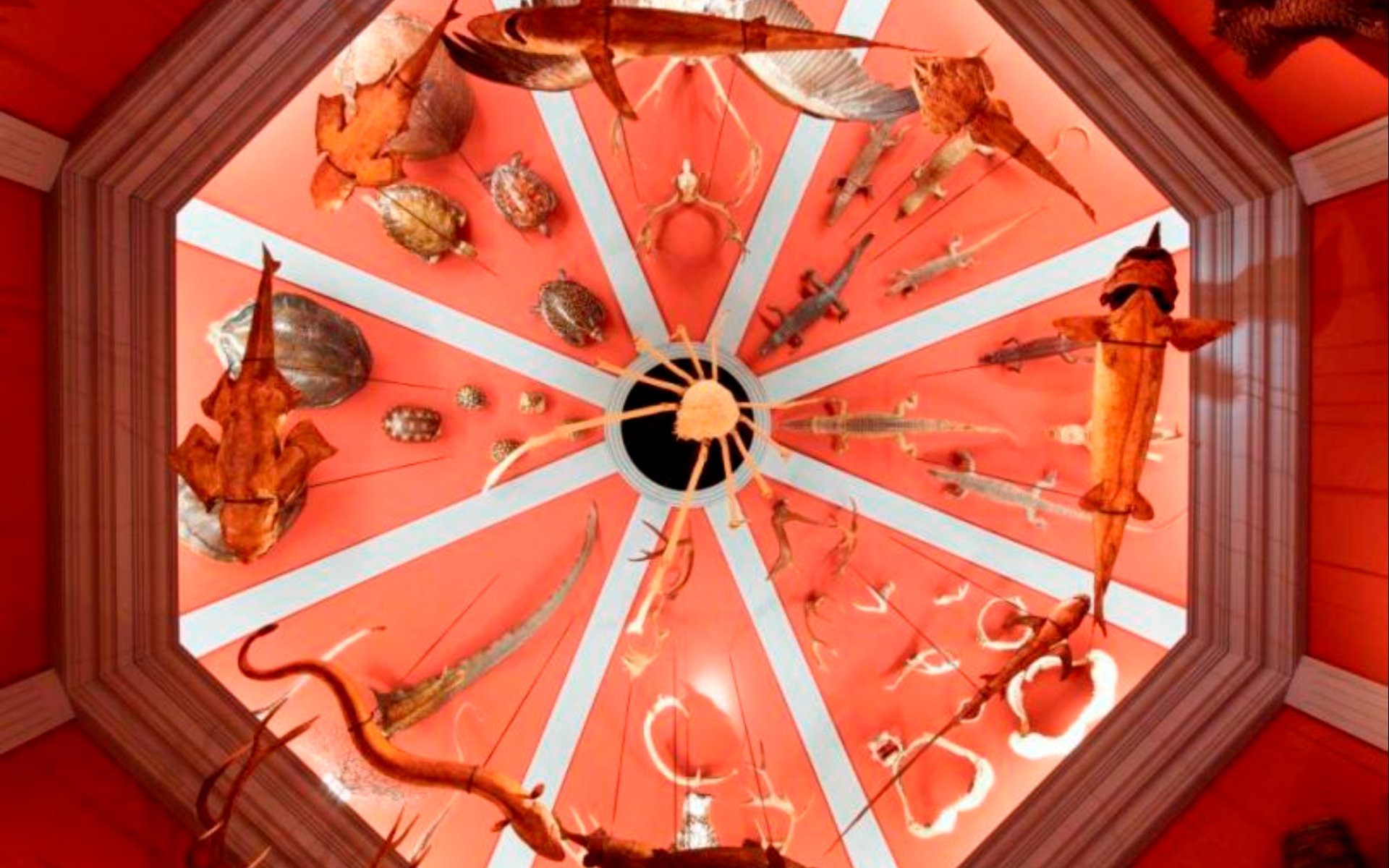 See Cetaceans suspended from the ceiling at the Gallery of Cetaceans, and play whale songs using a device