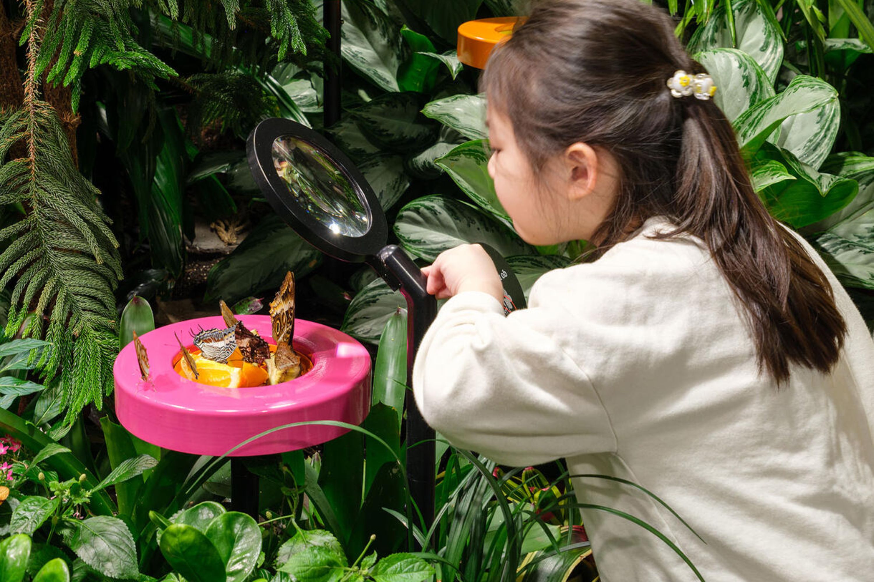 美國自然歷史博物館 (American Museum of Natural History) 門票