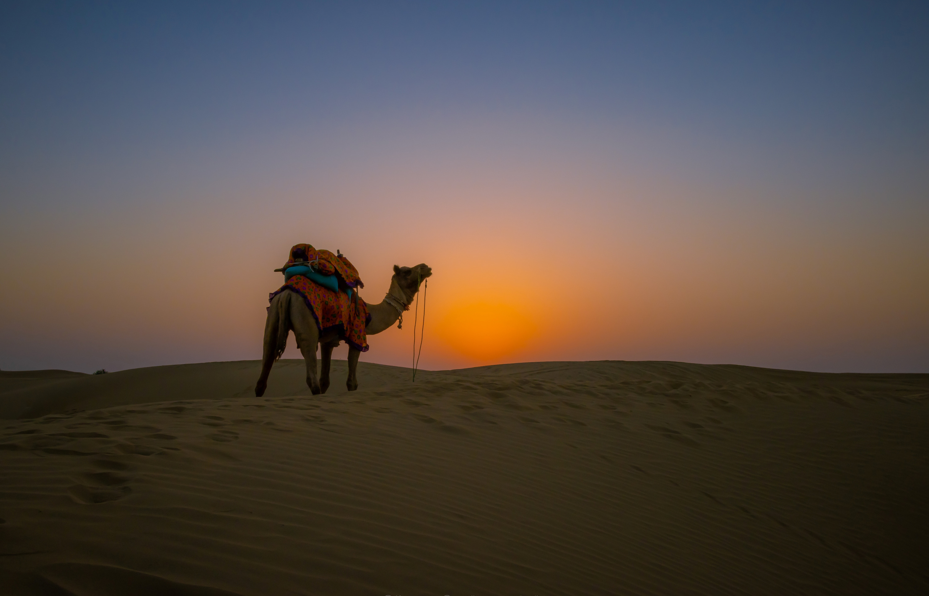 Camel