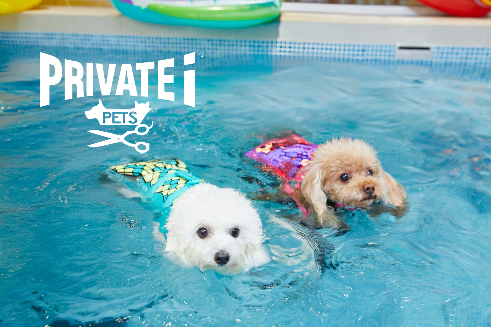 PRIVATE i PETS Indoor Dog Pool | Causeway Bay | Kowloon Tong