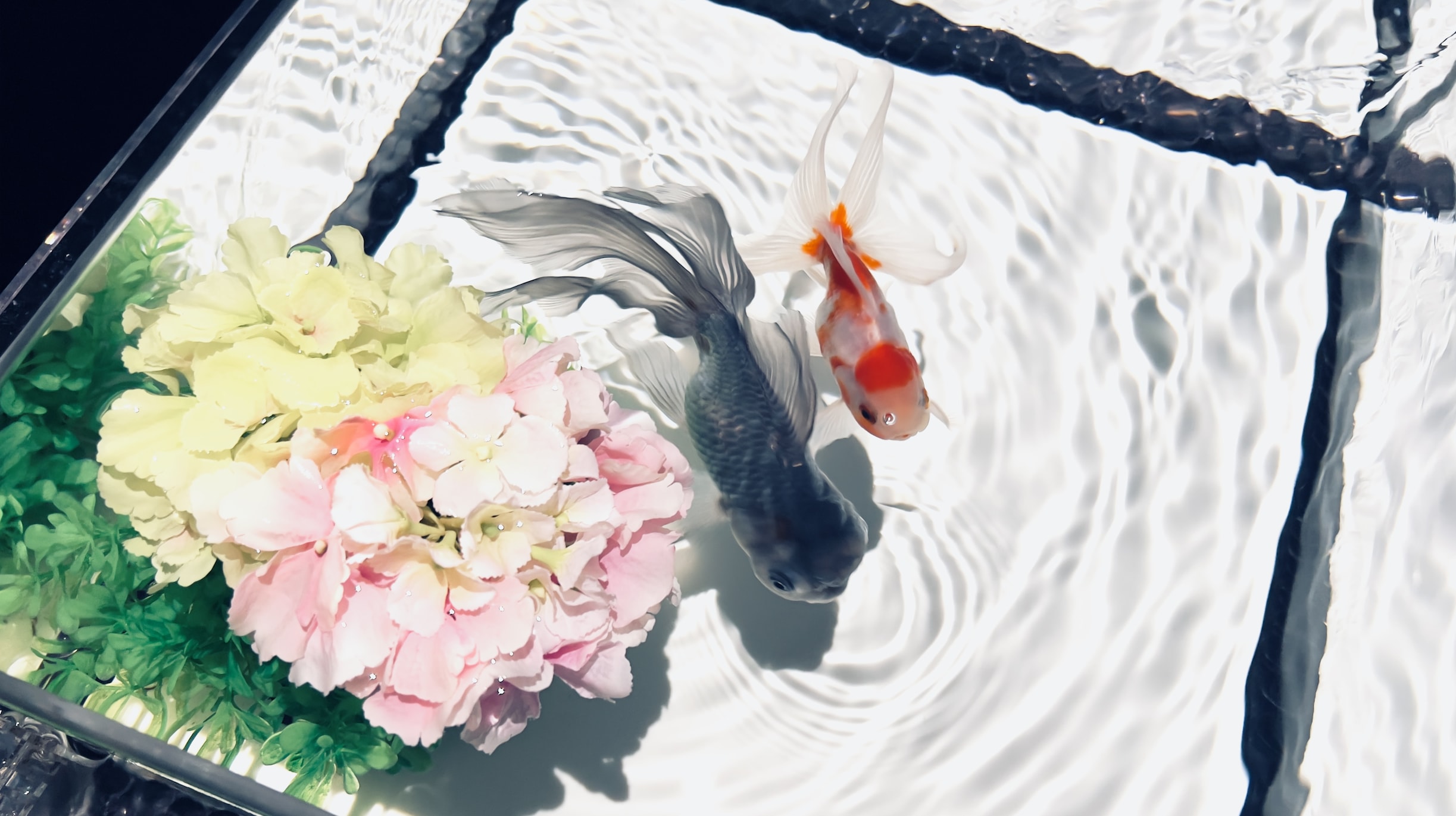 東京銀座藝術水族館門票