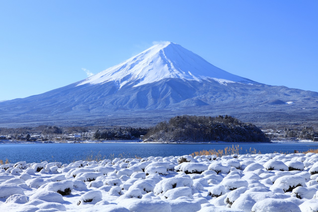 富士山壯麗美景或芝櫻節浪漫花海一日遊 （東京出發）