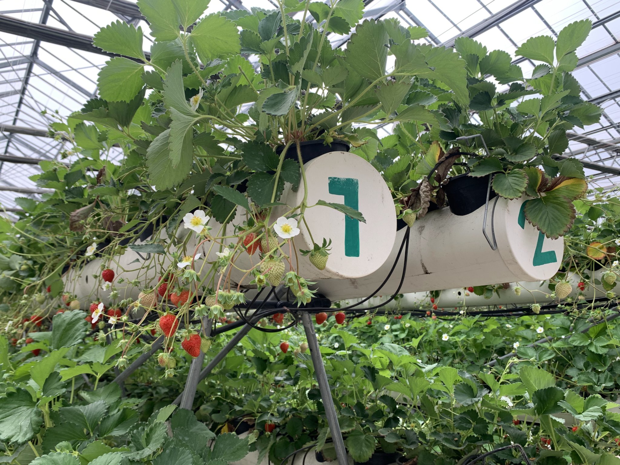 新鮮現採的草莓 新鮮現採的草莓