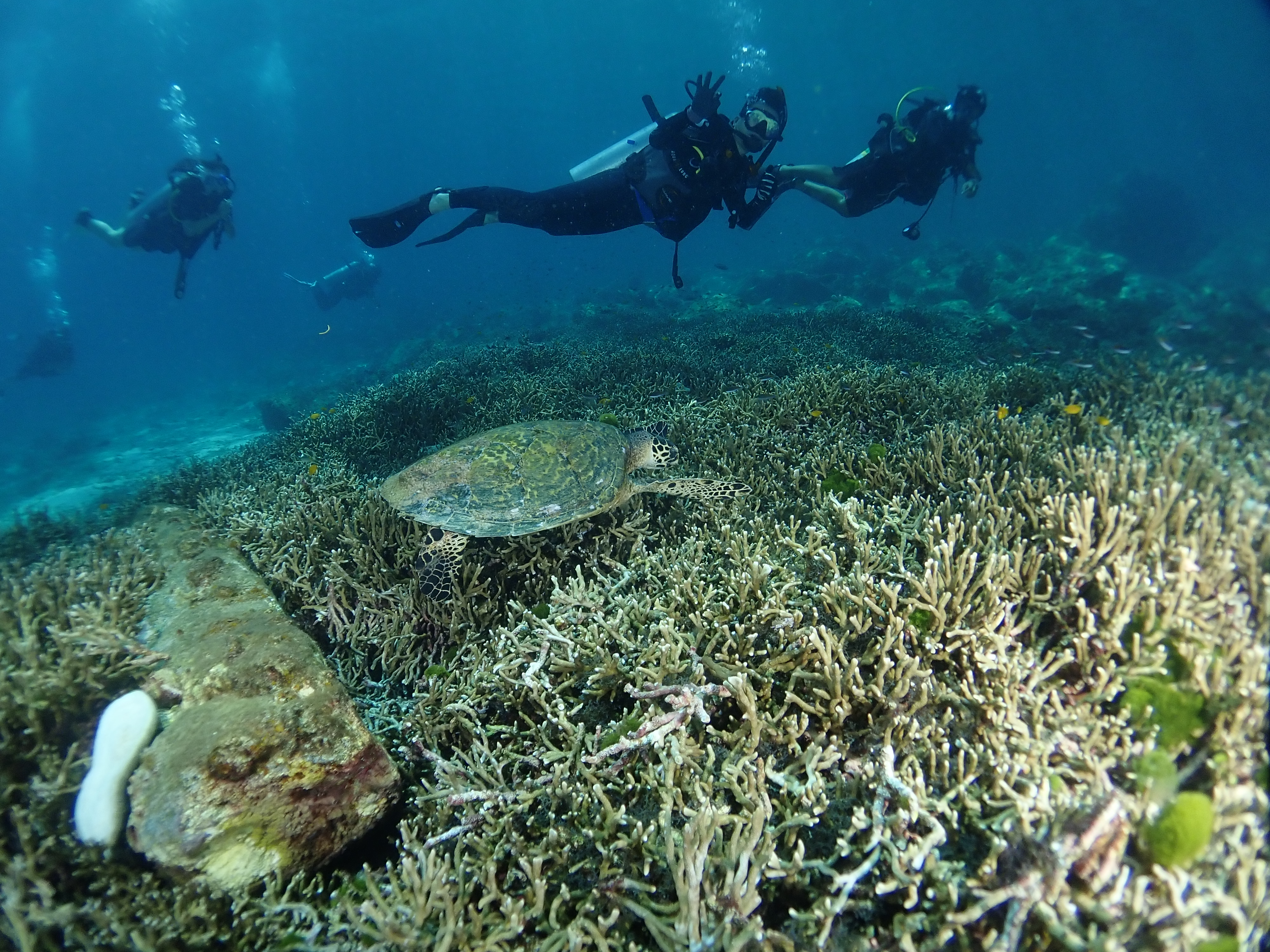 Open Water Diver in Phuket with PADI 5 Star Dive Center