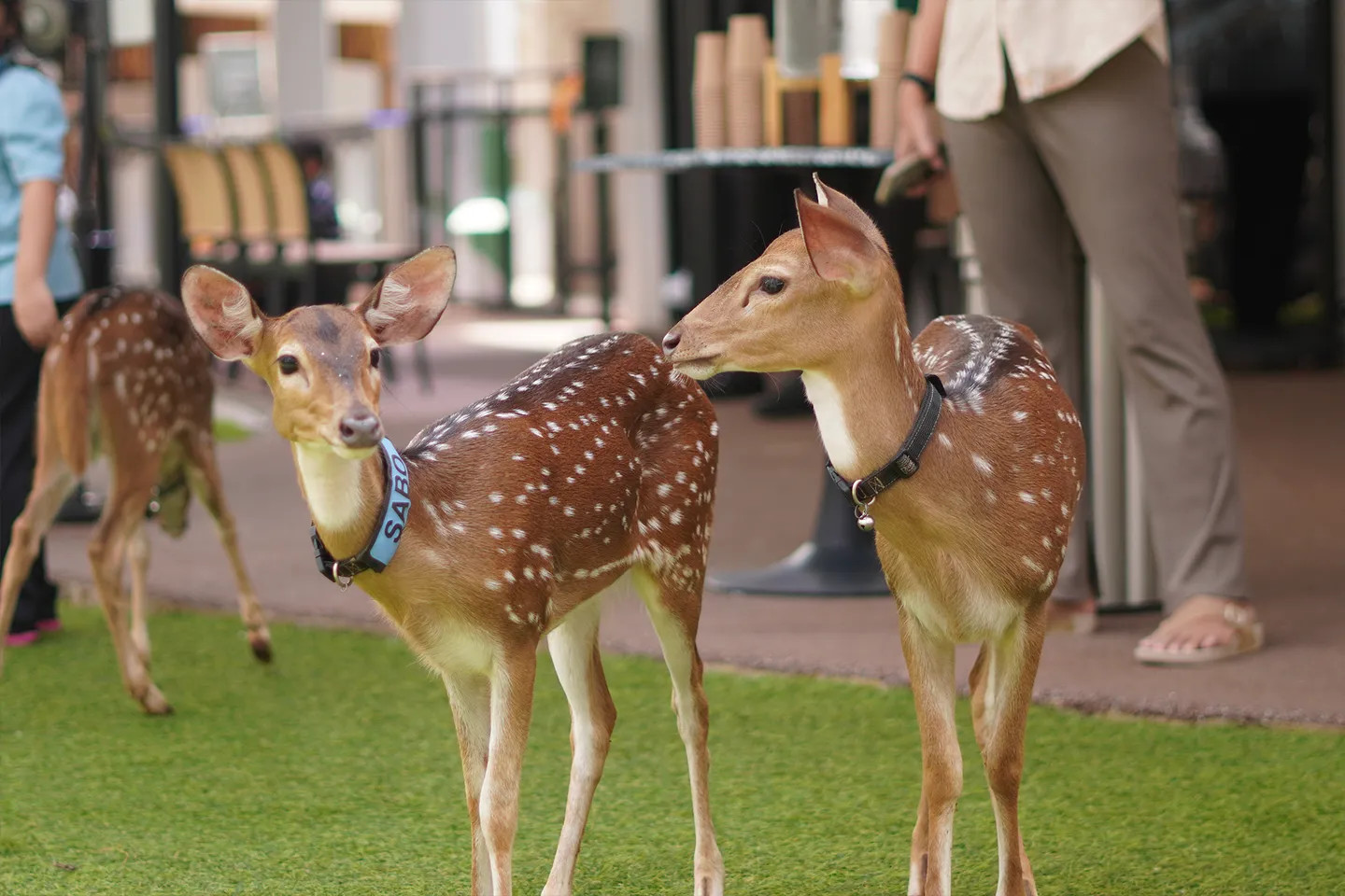 友善的鹿群在公園的開闊綠地中自由漫步，讓所有年齡層的遊客都樂開懷