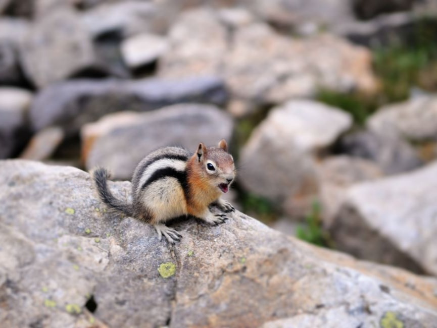 Shuttle Service between Canmore, Banff, Moraine Lake, Lake Louise