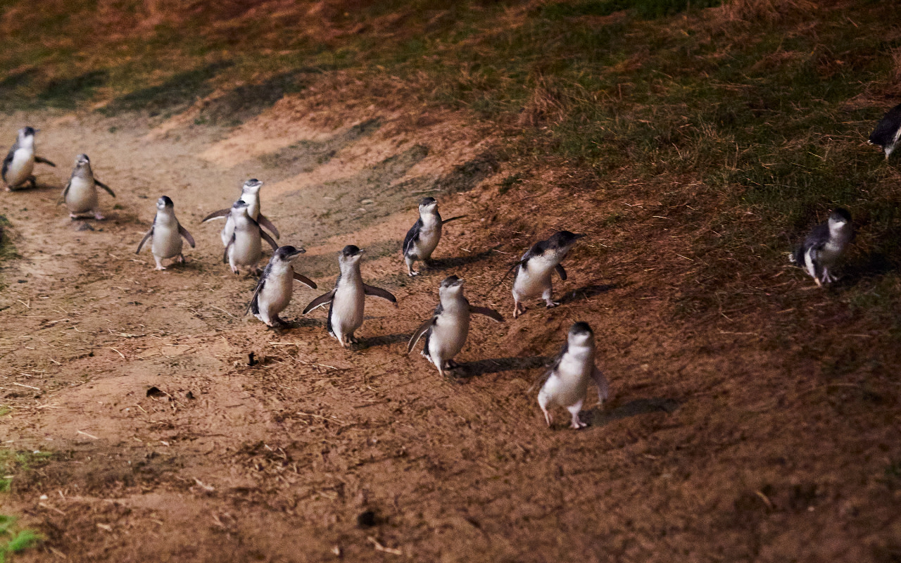 數百隻企鵝搖搖擺擺地登上岸,讓菲利普島的遊客們驚喜不已。 數百隻企鵝搖搖擺擺地登上岸,讓菲利普島的遊客們驚喜不已。