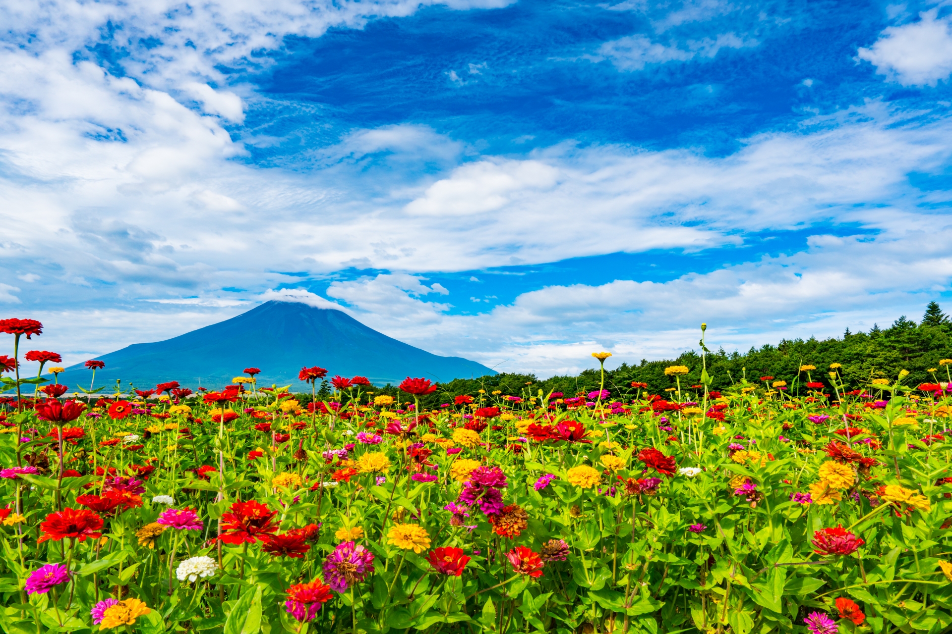 【富士山羅森便利店打卡及雙湖一日遊】 -富士山洞窟鳴澤冰穴, 河口湖，山中湖(上野或新宿出發  午餐可選神戶牛肉涮涮鍋定食)