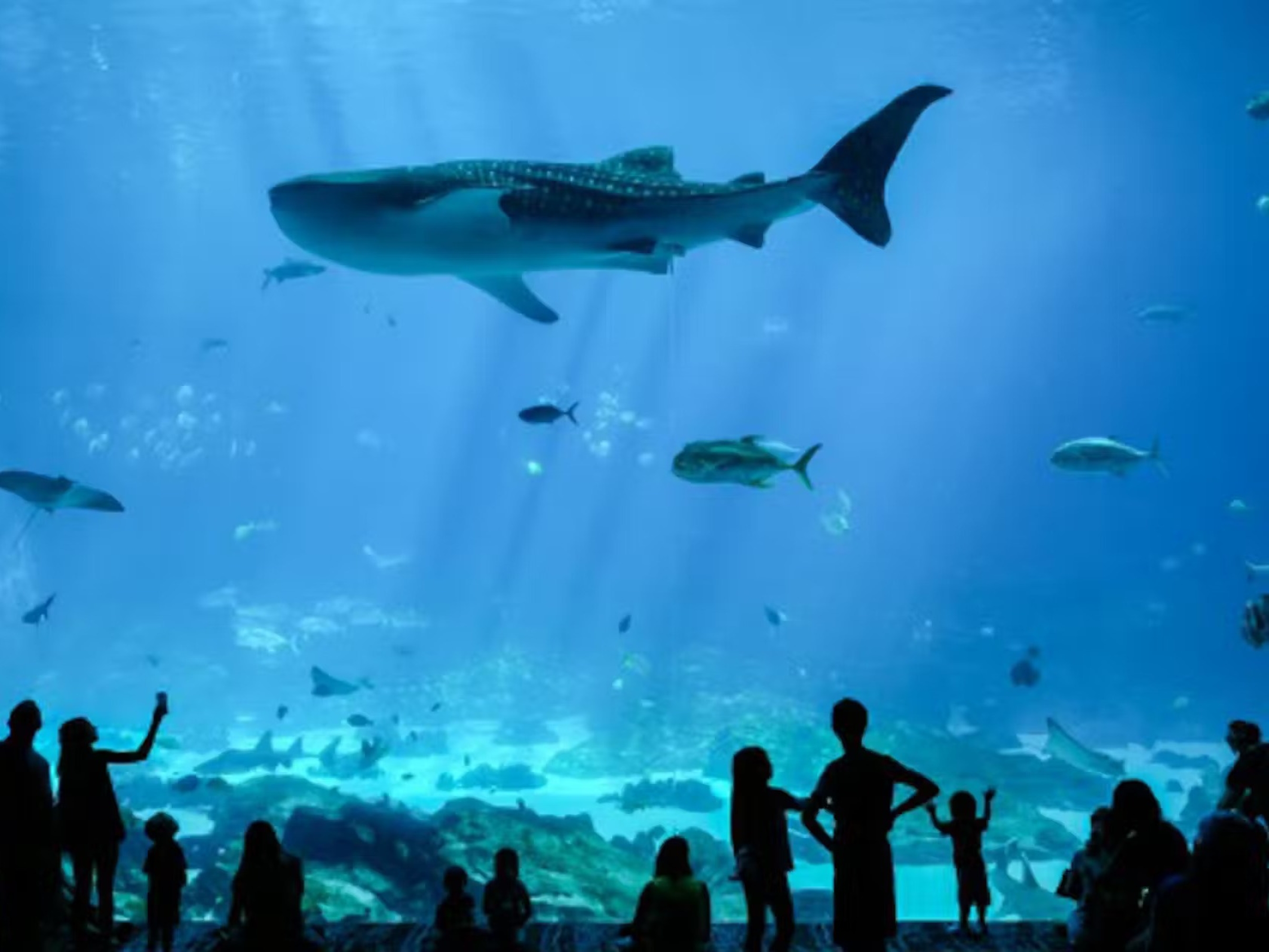 Explore interactive exhibits to discover more about the fascinating creatures of the sea