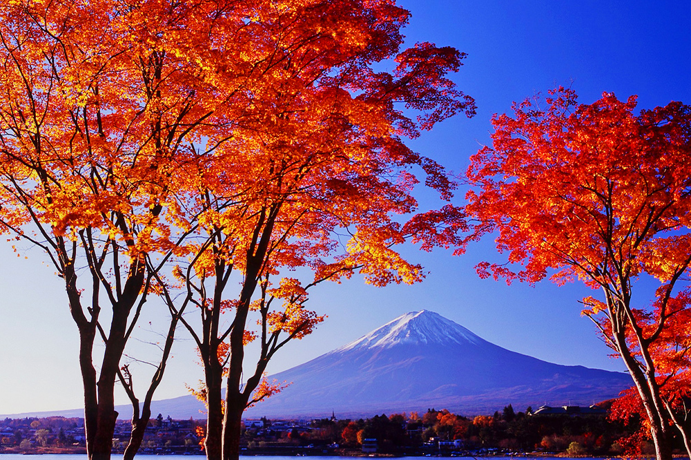 富士山網紅打卡景點&河口湖四季花卉探秘之旅（贈送日式草餅）｜東京/新宿出