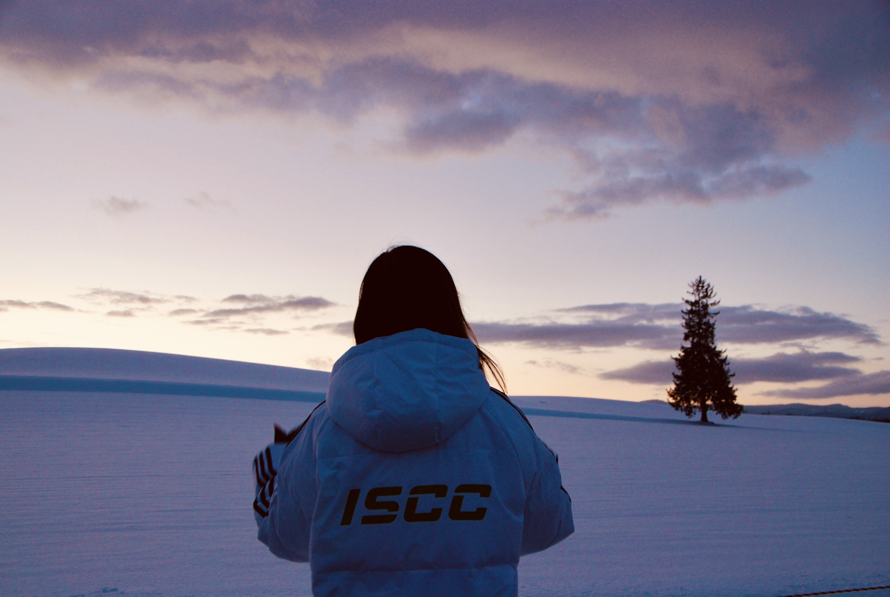 一棵孤立的雲杉，立在純白雪原中央。