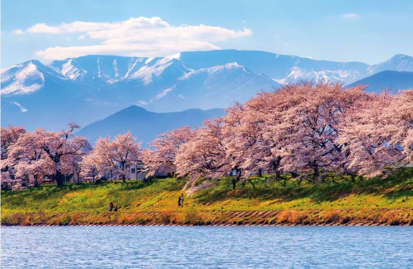 Zao Snow Wall and Sakura 1DAY Bus tour with Ohanami experience