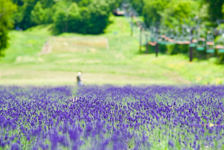 玉原薰衣草公園位於群馬縣，是夏季必訪的浪漫花田。每年7月至8月，大片薰衣草競相開放，形成紫色花海，空氣中瀰漫淡淡花香，彷彿置身夢幻仙境。