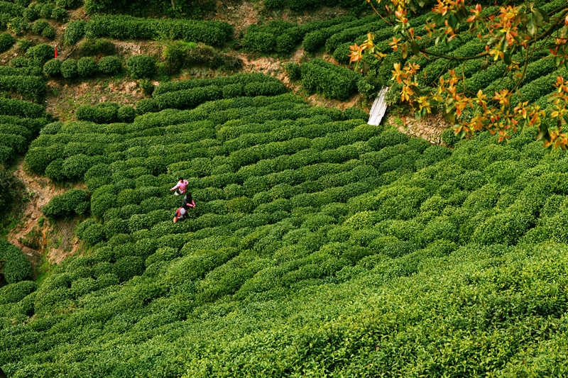 梅家塢:位於西湖西側群山環抱中,是獅峰龍井茶的核心產區。層層疊疊的梯田茶山隨山勢起伏,清冽山泉常年流淌,形成了獨特的雲蒸霧繞的微氣候,造就了龍井茶“色翠、香郁、味醇、形美”的卓越品質。 梅家塢:位於西湖西側群山環抱中,是獅峰龍井茶的核心產區。層層疊疊的梯田茶山隨山勢起伏,清冽山泉常年流淌,形成了獨特的雲蒸霧繞的微氣候,造就了龍井茶“色翠、香郁、味醇、形美”的卓越品質。