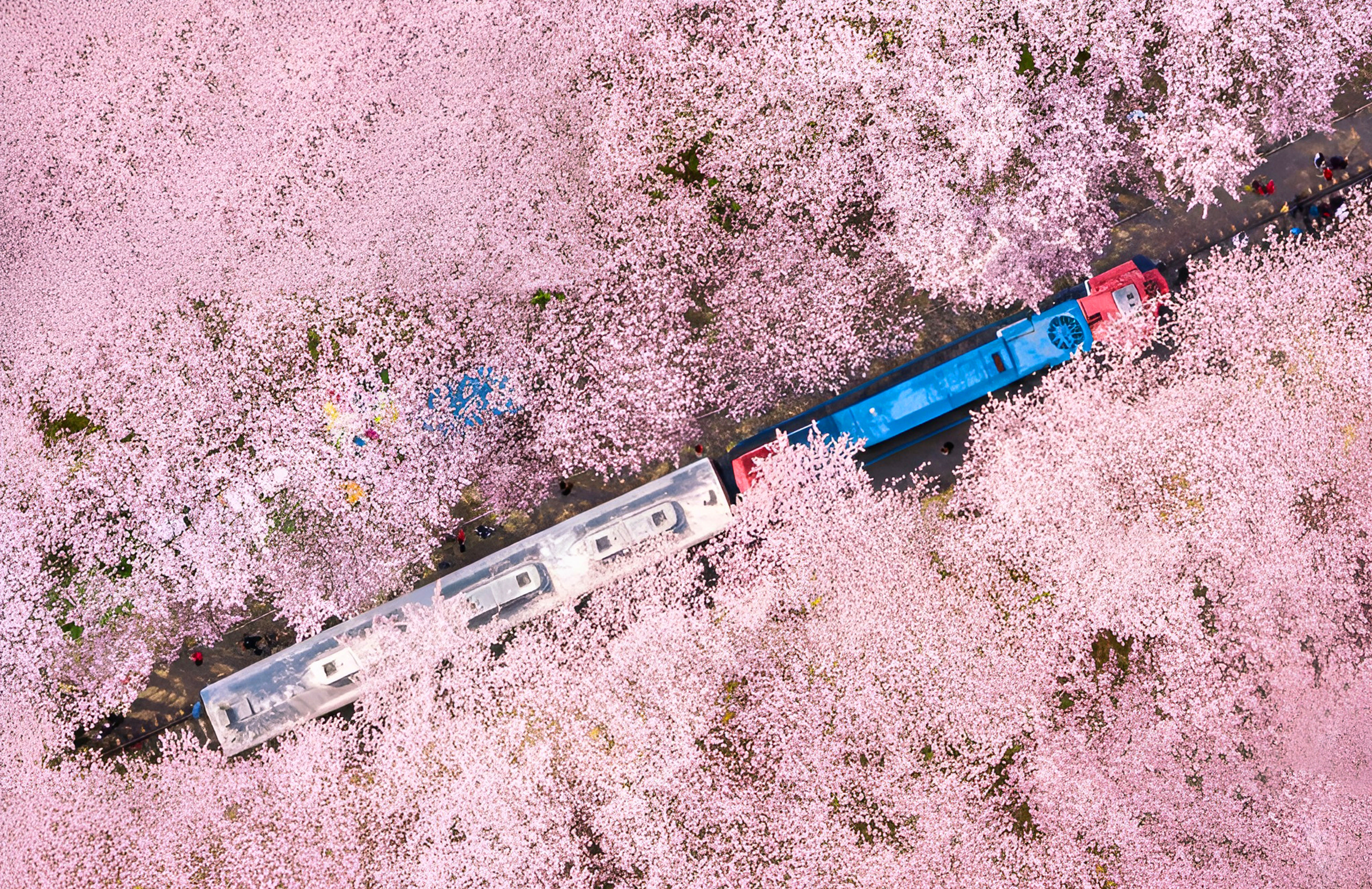 Jinhae Cherry Blossom Festival Day Tour from Seoul & Busan