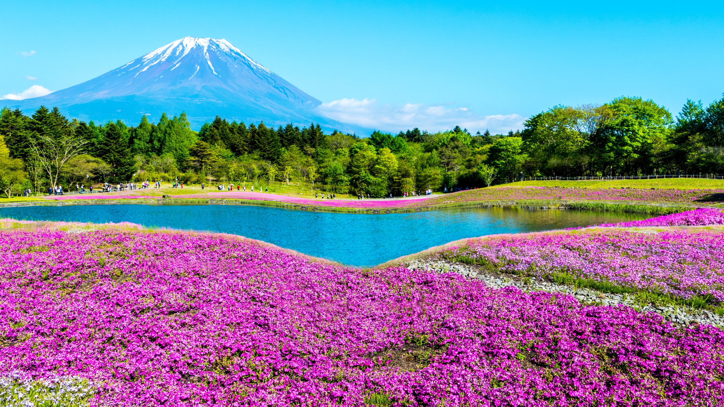 富士山河口湖＆季節限定富士芝櫻＆山中湖溫泉一日遊（東京出發）