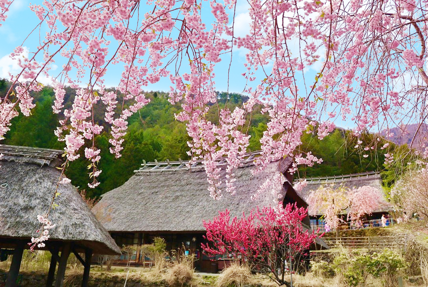 富士山壯麗美景或芝櫻節浪漫花海一日遊 （東京出發）