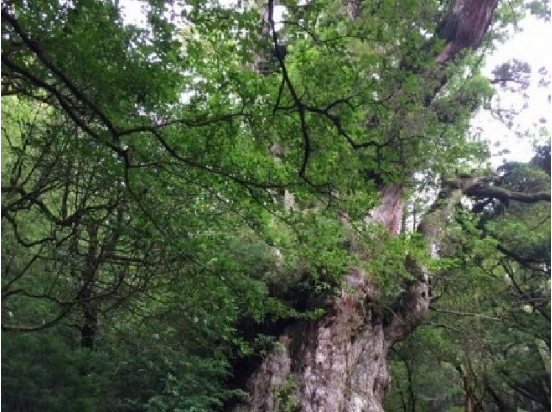 Trekking and Trial Diving in Yakushima