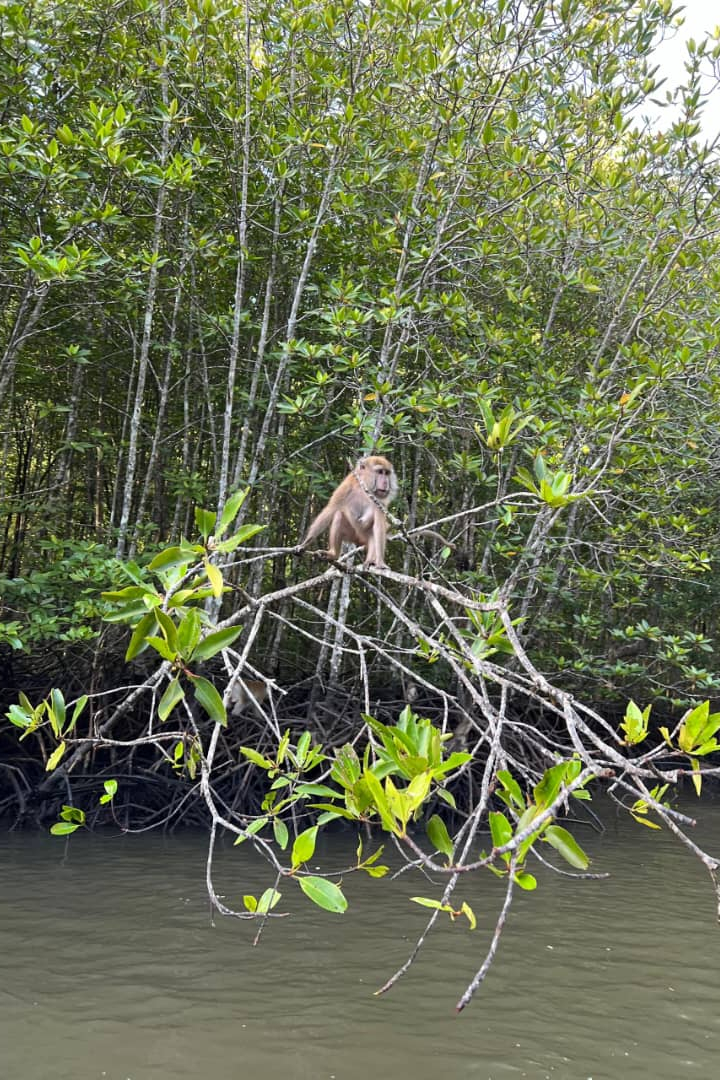 Experience the awe-inspiring ecosytem areas that are home to various mammals, insects, reptiles and birds!
