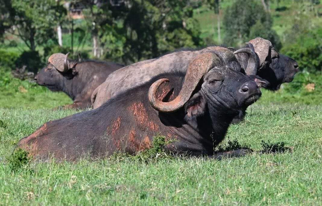 4日野生動物逃脫之旅：桑布魯 & 阿伯達爾野生動物園探險