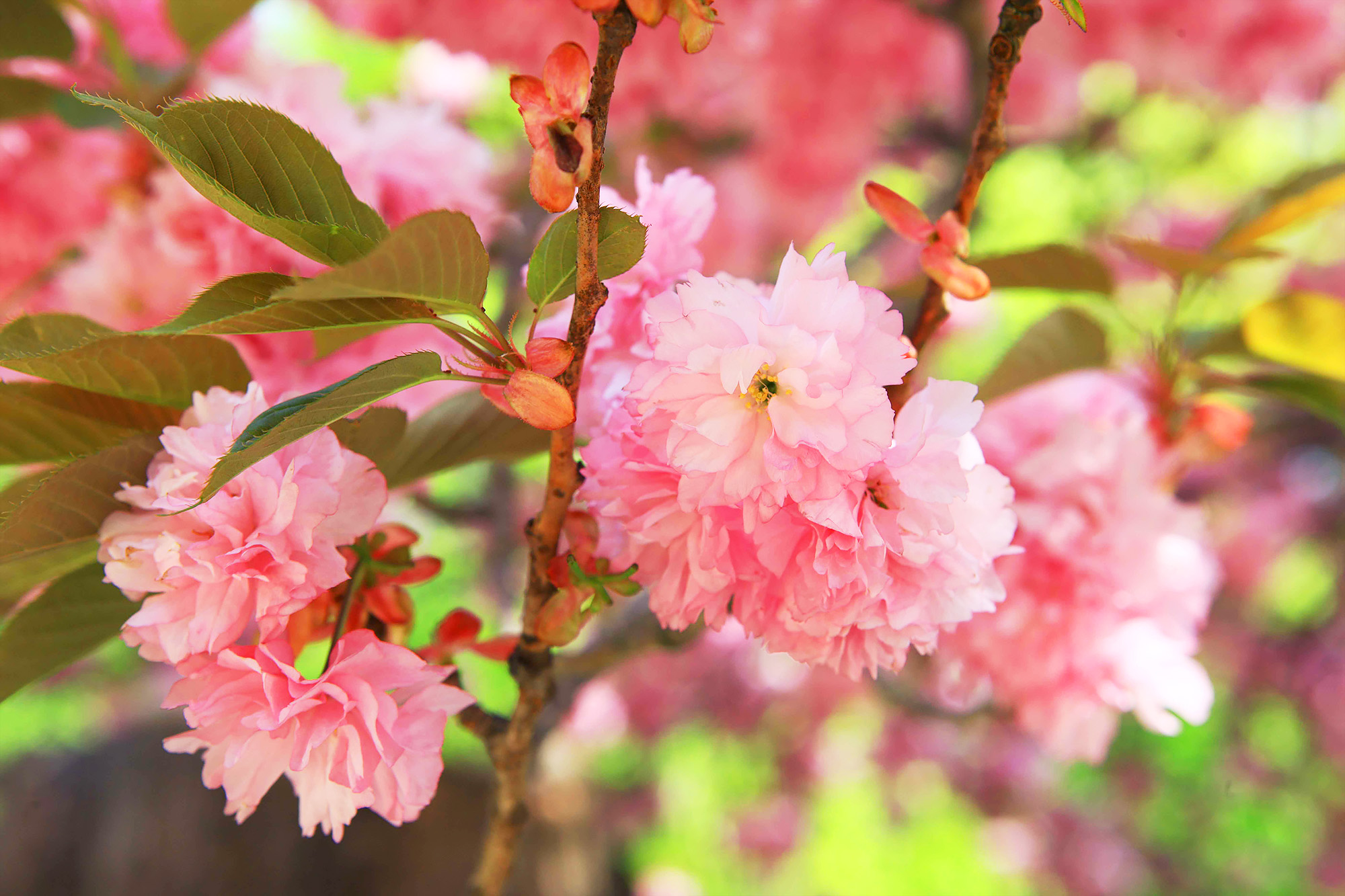 吉野櫻是春天的象徵,其魅力與普通櫻花截然不同,美得令人驚嘆。 吉野櫻是春天的象徵,其魅力與普通櫻花截然不同,美得令人驚嘆。