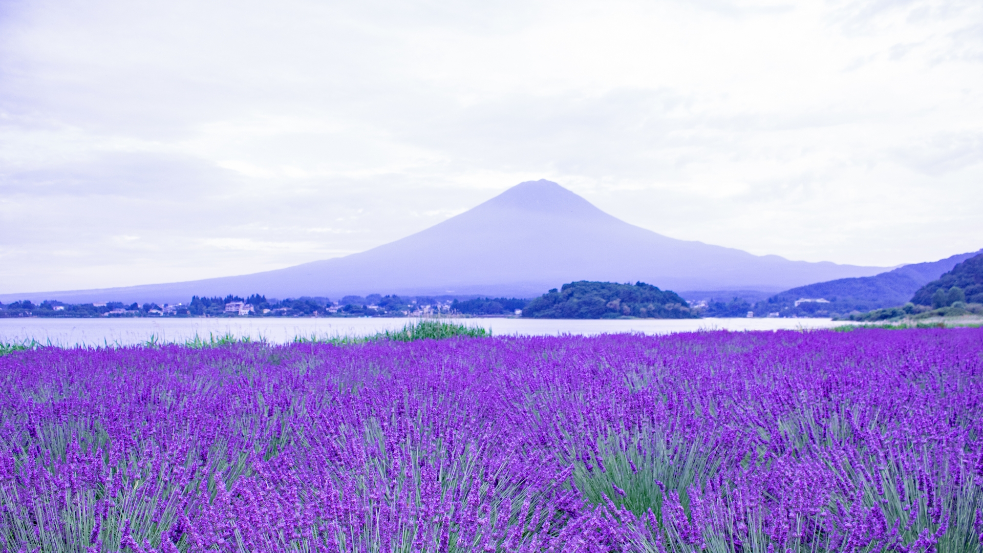 高級版富士山河口湖絕景一日遊！坐豪華巴士巡遊多個拍攝點，從不同角度欣賞令人震撼的富士山美景！包含神戶牛涮涮鍋（品川/新宿出發）