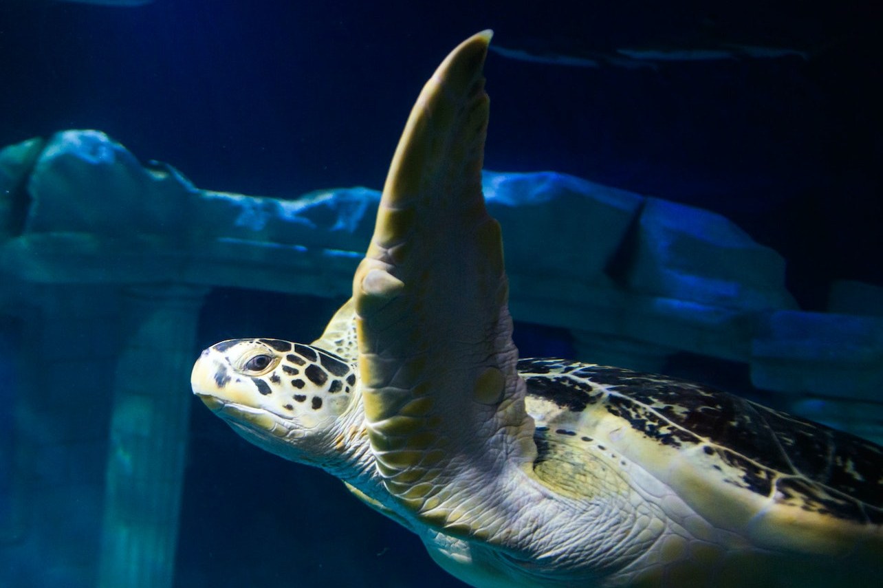 波爾圖海洋生物館門票