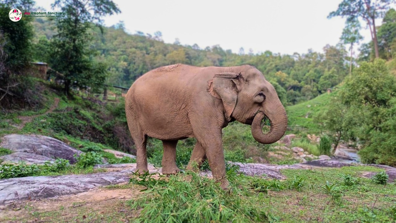 Chiang Mai Elephant Sanctuary Observation and Activity Combo