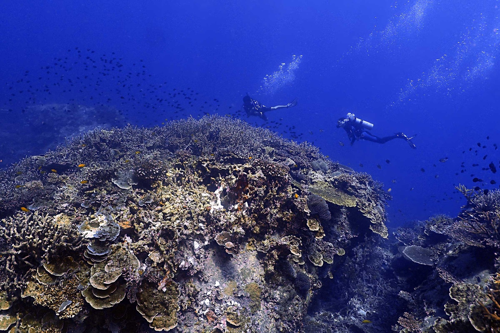 刁曼島休閒潛水體驗（需持潛水證照）