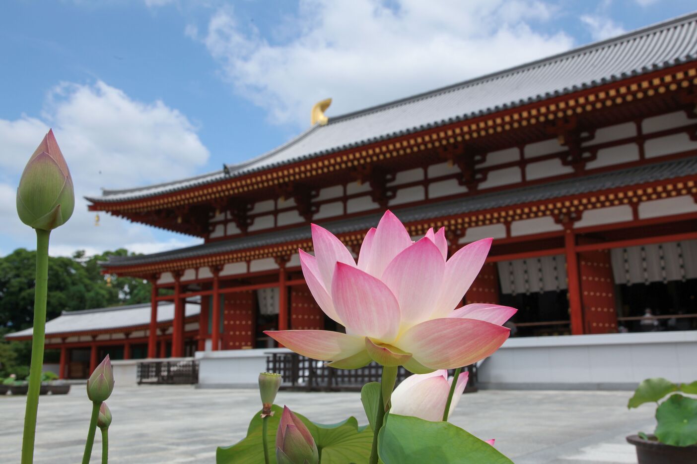 奈良: 西之京蓮花路四寺通票 (西大寺 & 喜光寺 & 唐招提寺 & 藥師寺)