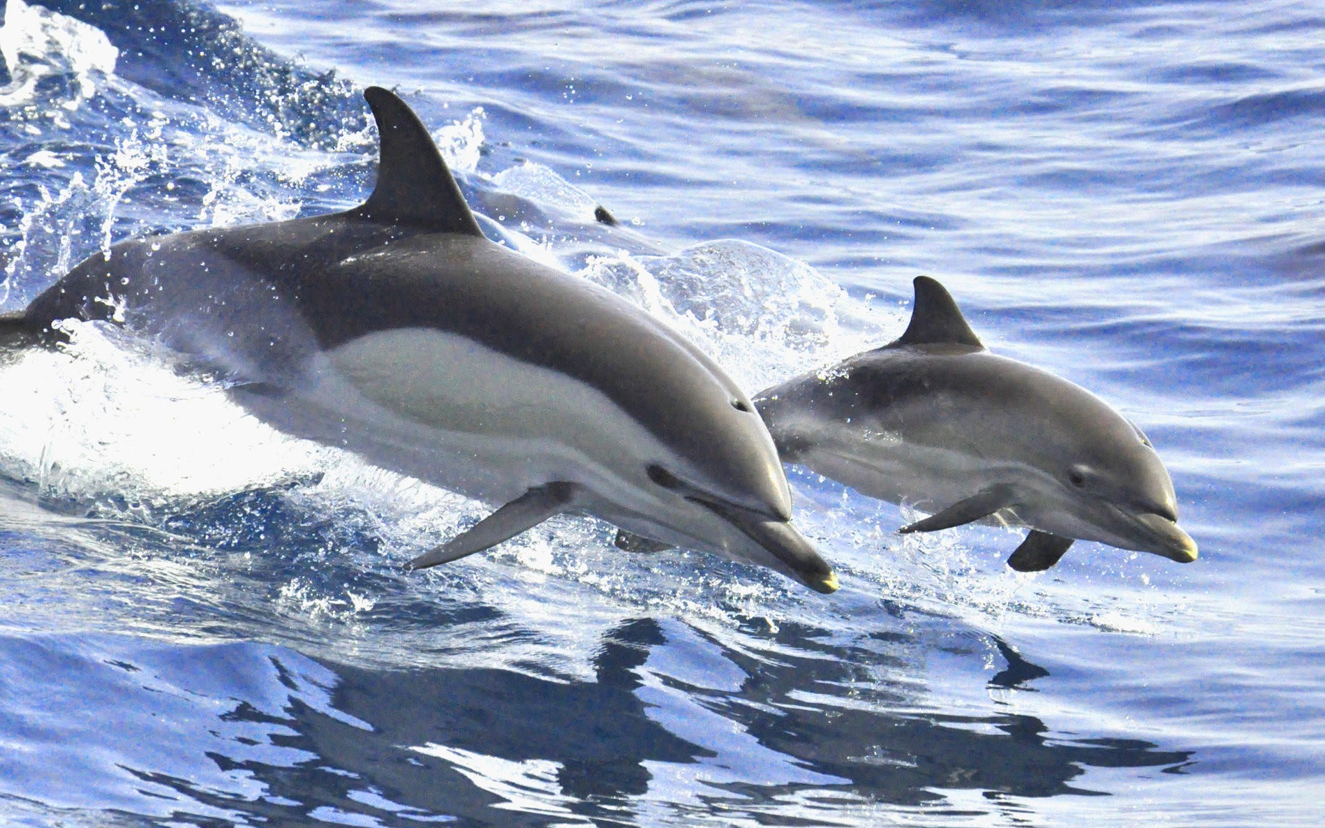 Whale and dolphin watch experience in Costa Adeje