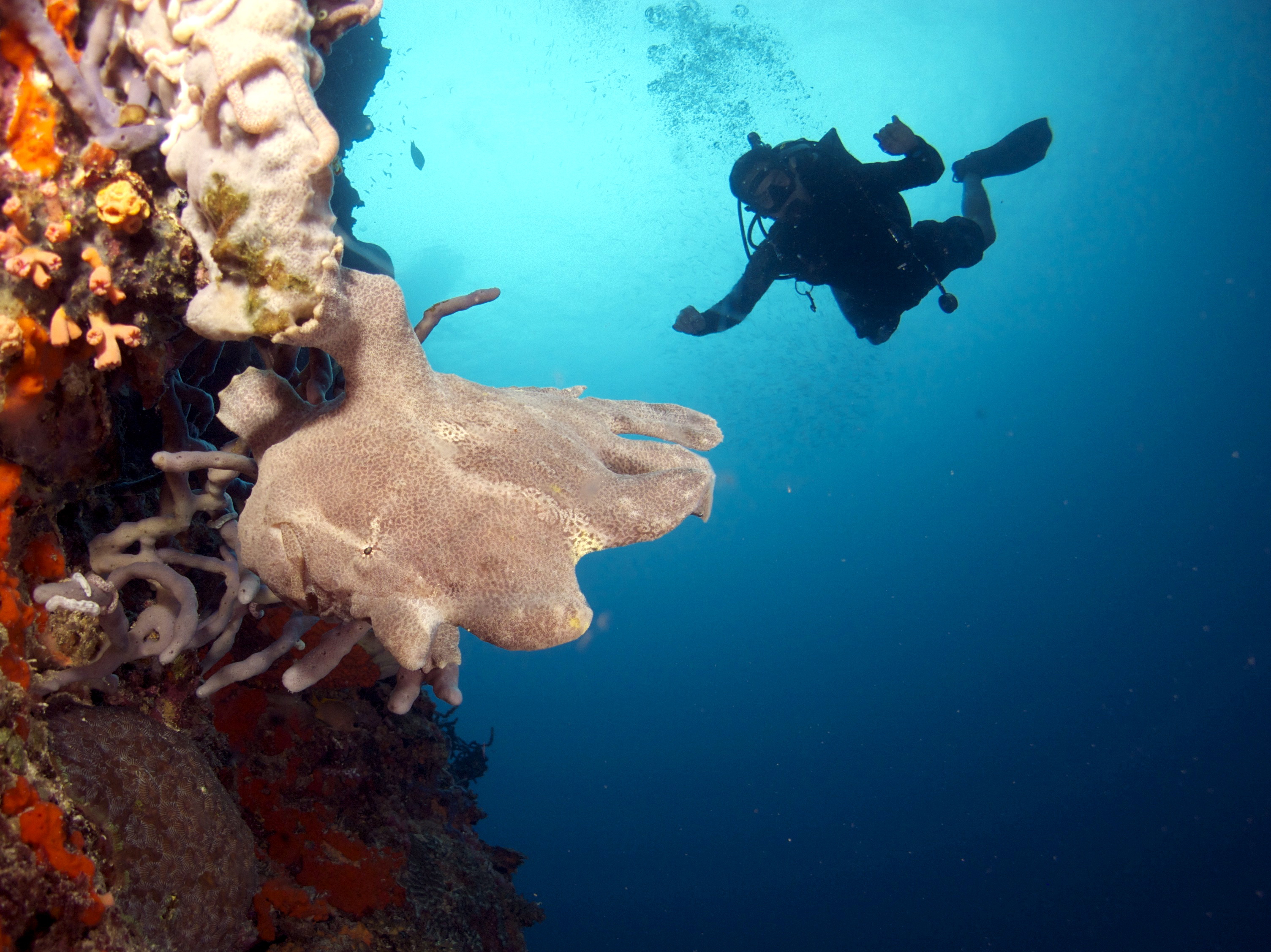 モアルボアル PADIアドバンスドオープンウォーターダイバーコース（セブ島 / PADI 5スターCDC）