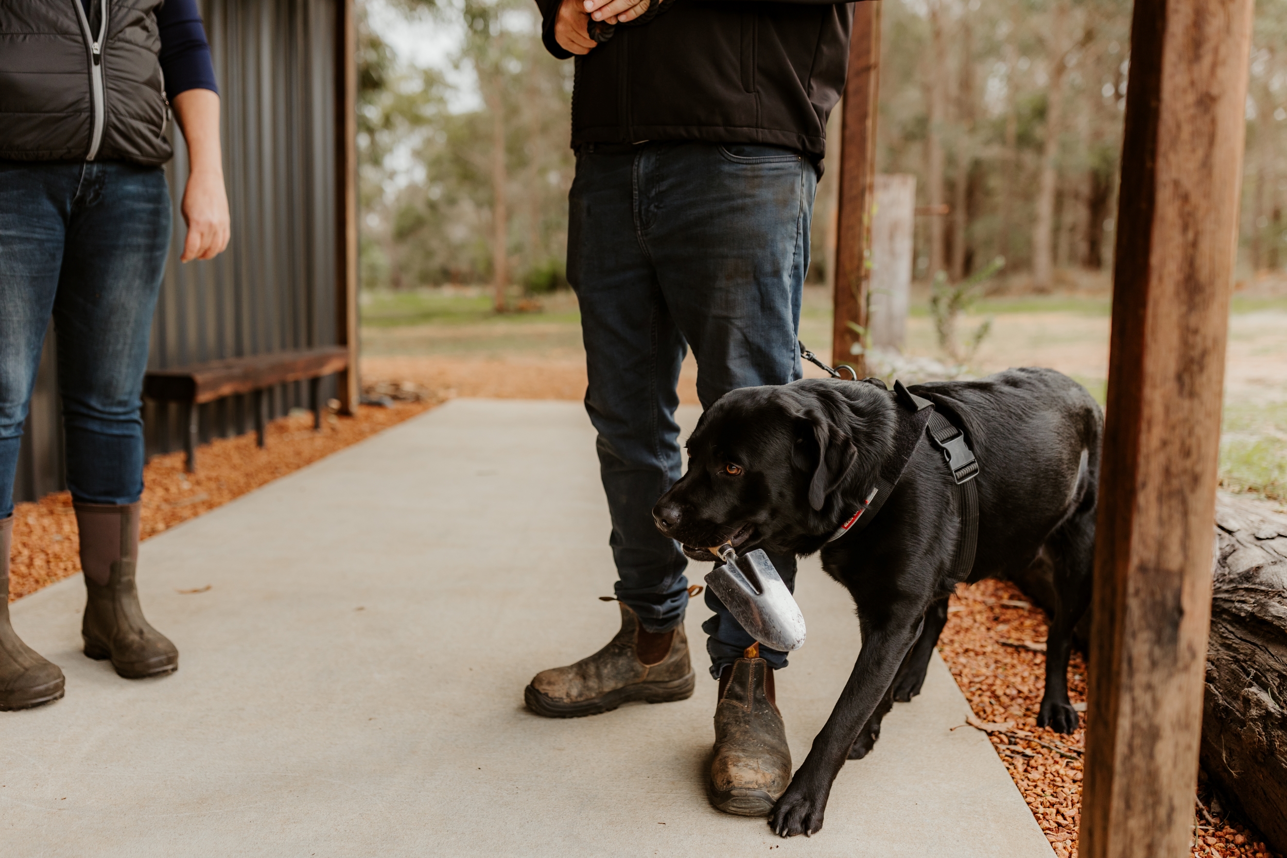 探索瑪格麗特河松露之旅 (Dig Deep - Margaret River Truffle Hunt Experience)