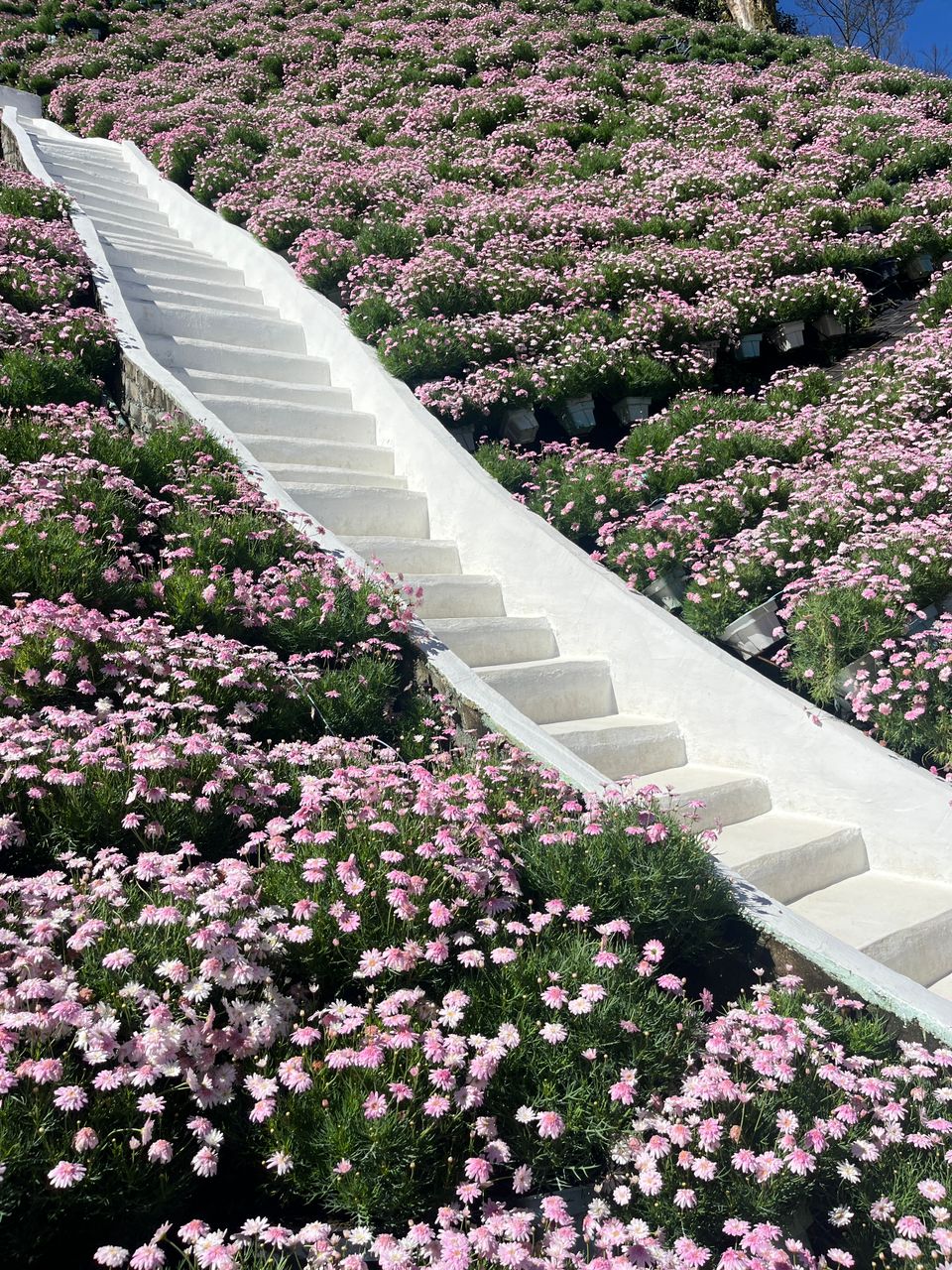 金馬侖高原植物園門票