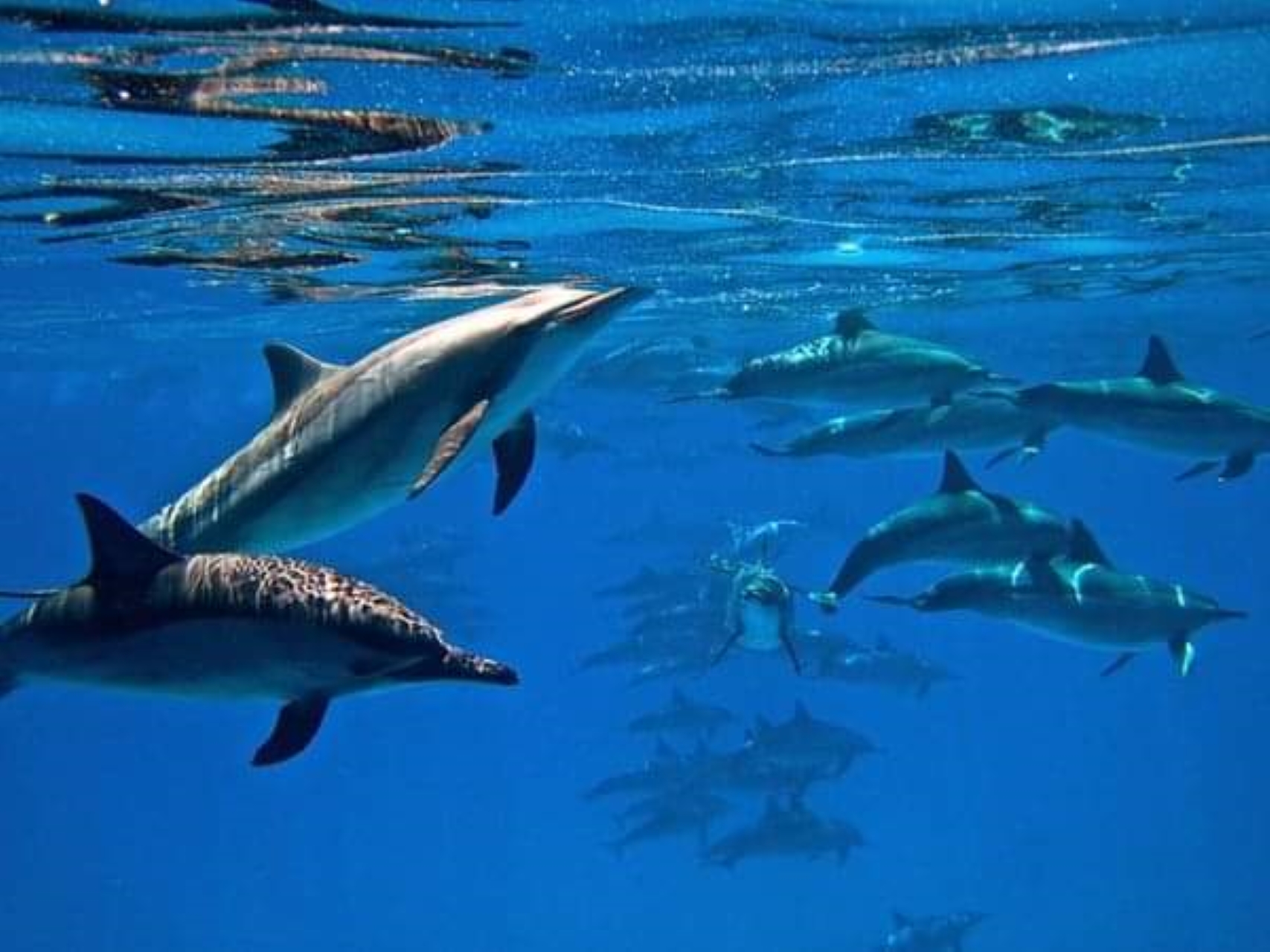 Swim With Dolphin By Semi PRIVATE Speedboat & Transfer - Hurghada