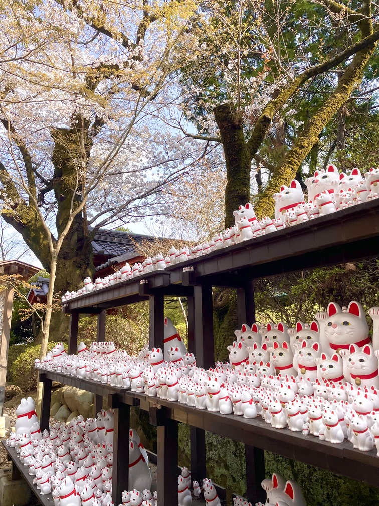 Cat temple in Cherry blossom season