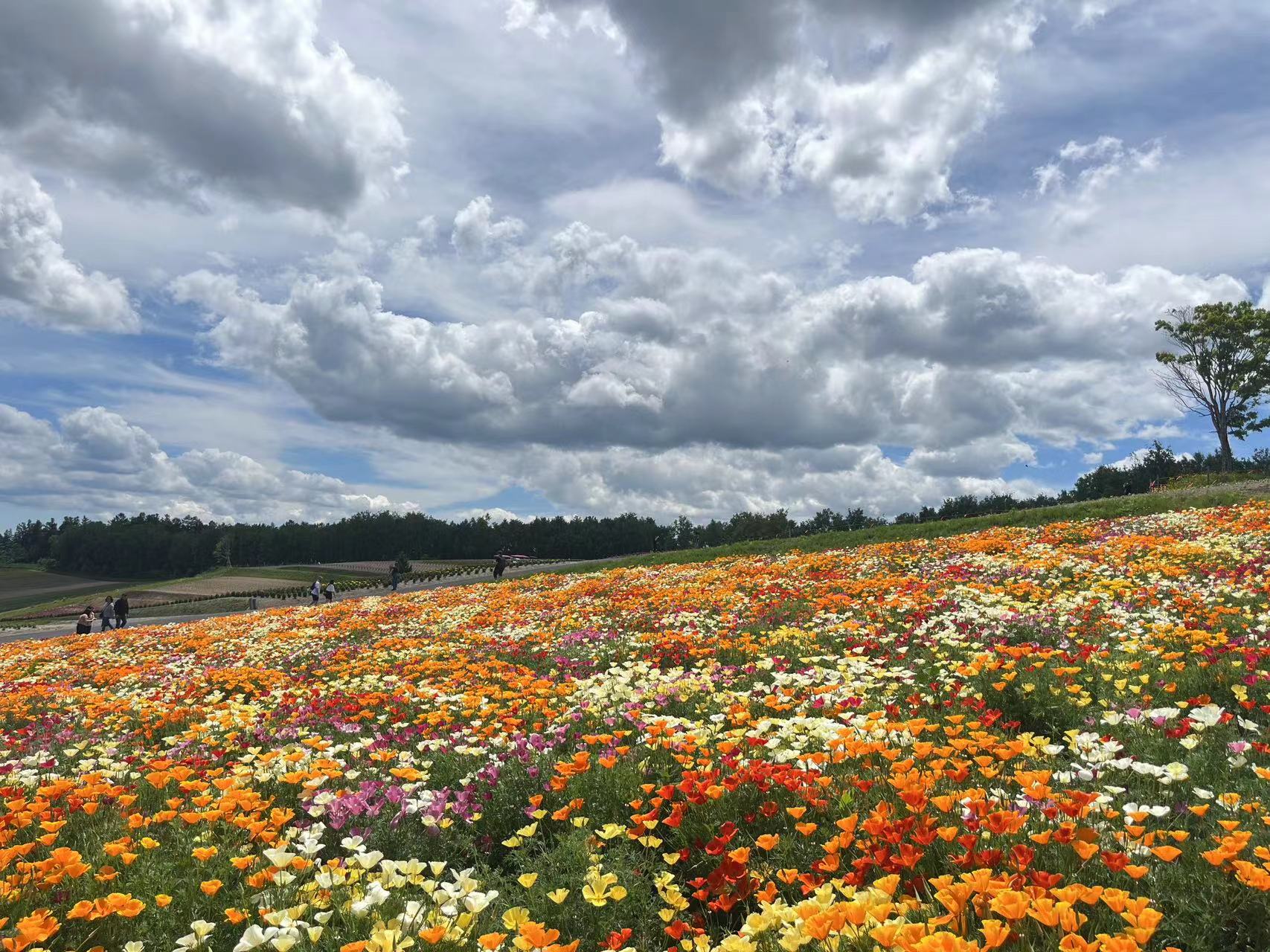 北海道美瑛富良野人氣一日遊（拼布之路&四季彩之丘&Herb Garden&富田農場&森林精靈露臺）（可選含午餐&哈密瓜吃到飽）