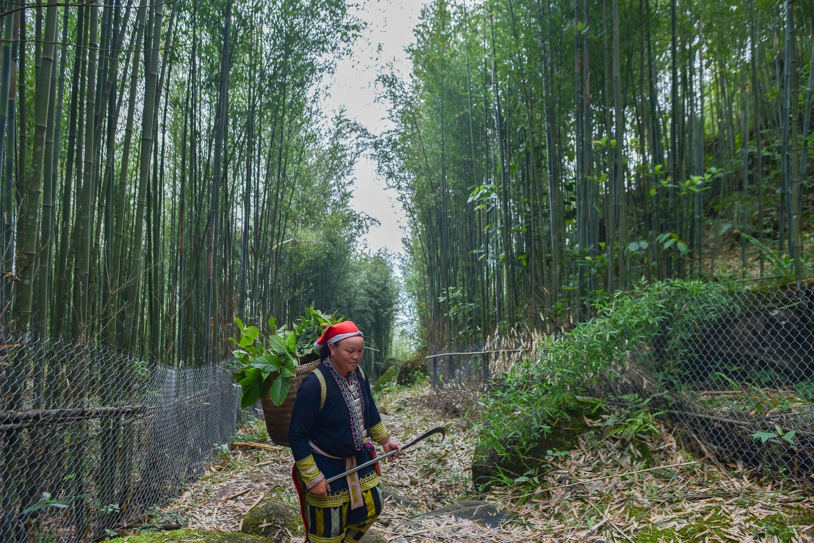 沙巴：紅瑤族草藥足浴和採葉之旅