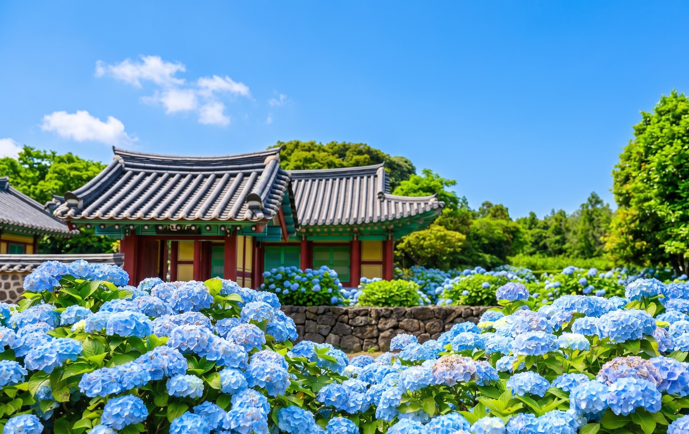【方案：本因坊】漫步於濟州本因坊池與城邑民俗村，感受濟州島的永恆之美，傳統石牆與古老建築在盛夏繡球花的點綴下，更顯生機盎然。