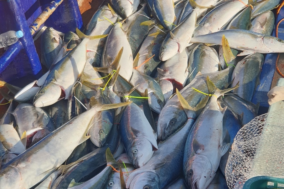 済州島 ボート釣りツアー（昼食付き）