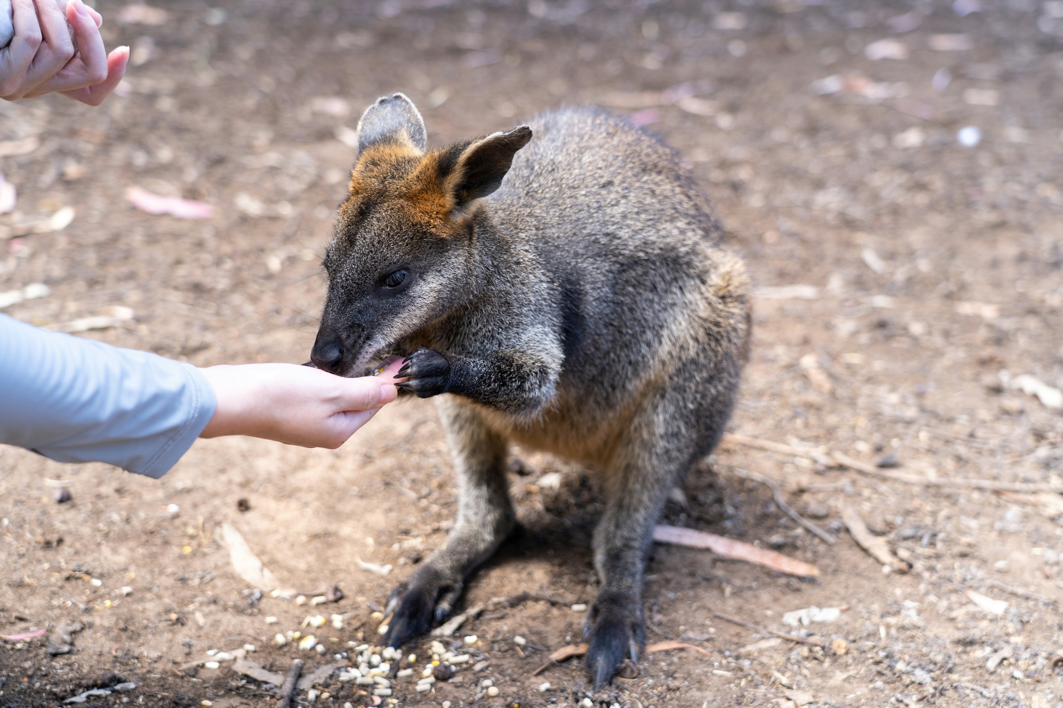藍山 & 野生動物園一日遊