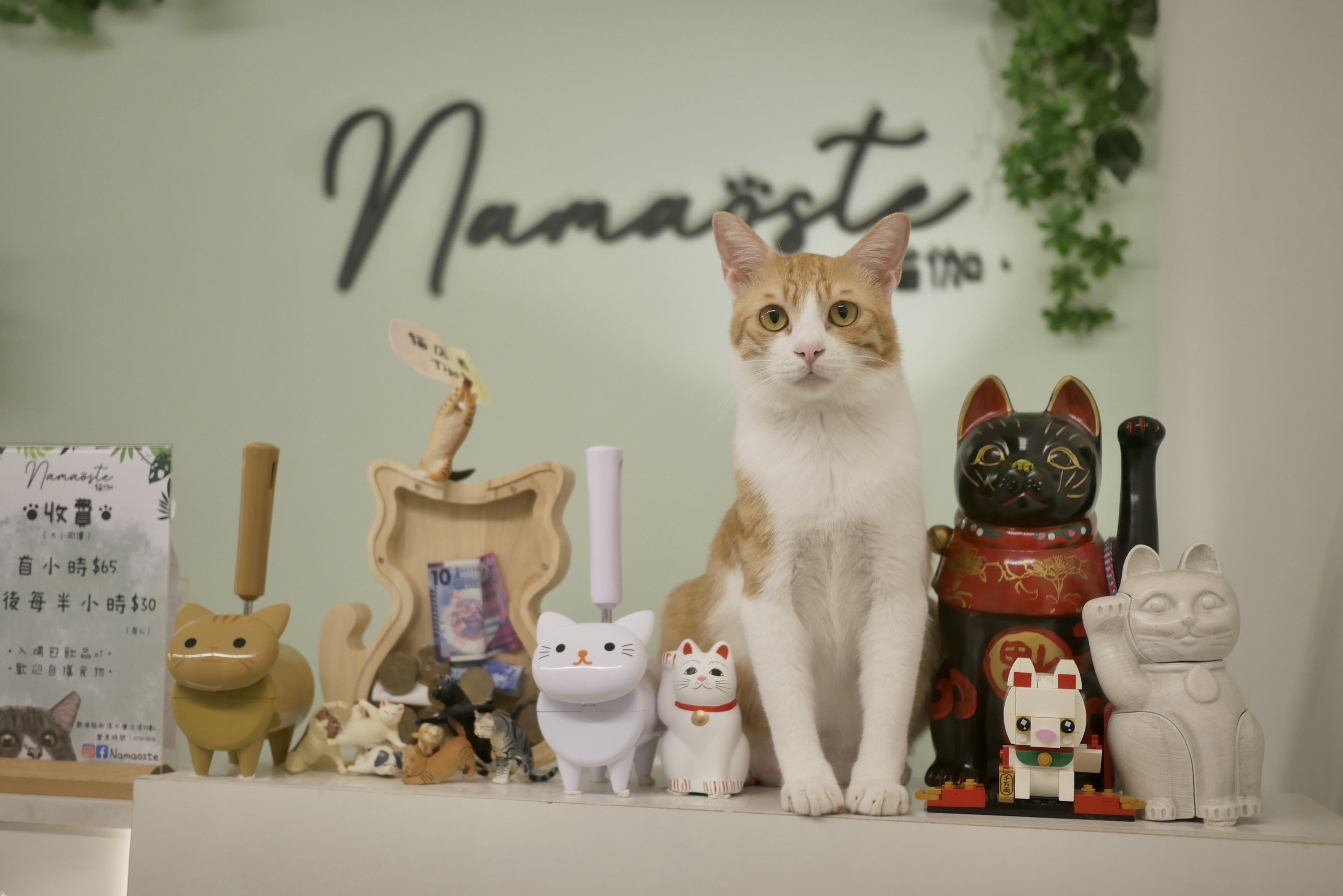 Namaoste Catga. Hong Kong Kwun Tong Cat Cafe. Cat Sharing Space