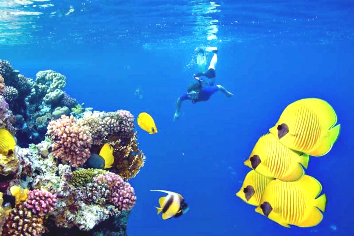 洪加達海豚觀賞遊船之旅（包浮潛 & 午餐）