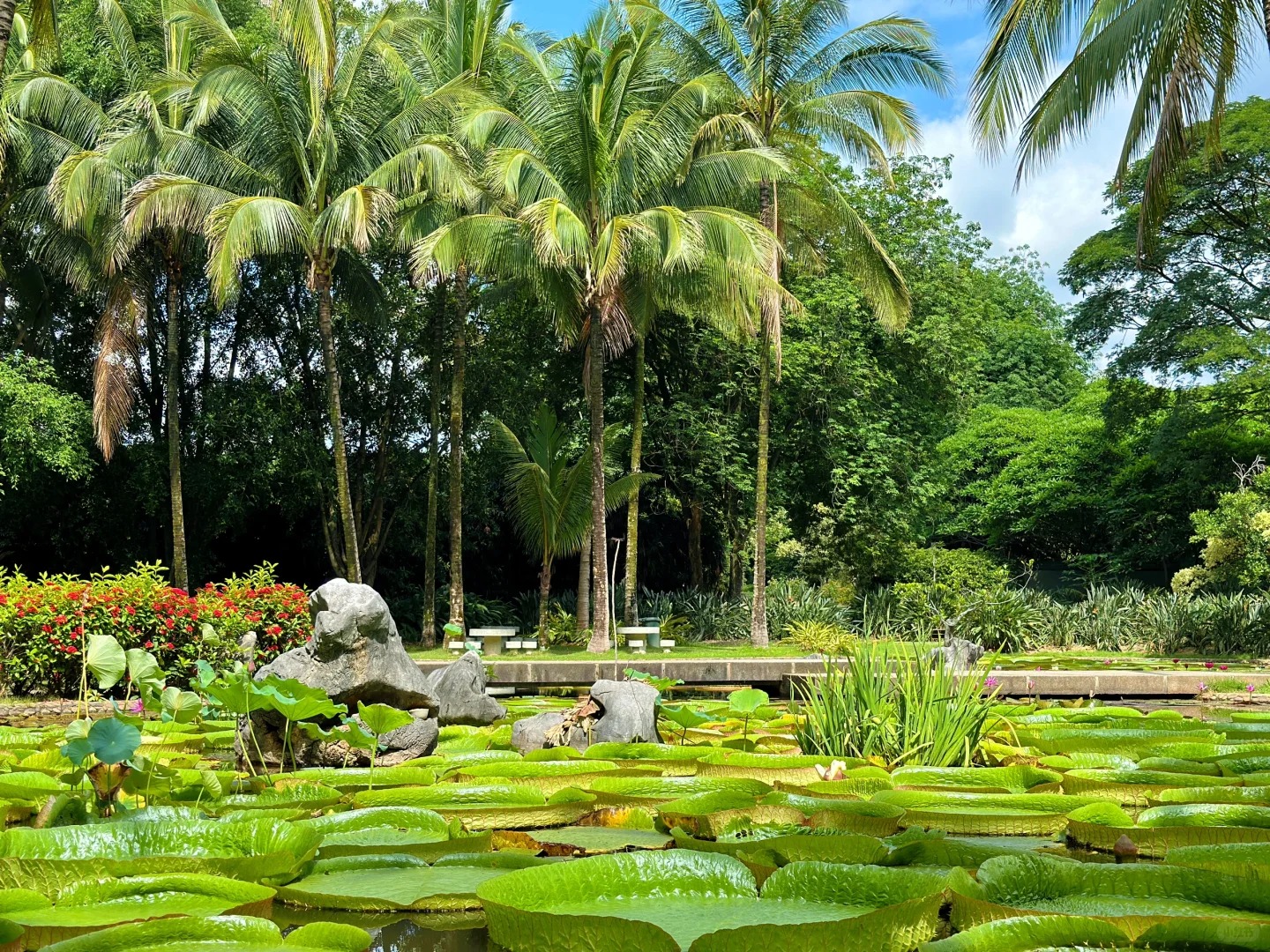 雲南西雙版納熱帶雨林中科院植物園傣族園一日遊（自然奇觀 潑水狂歡  邂逅靈動民族之美）